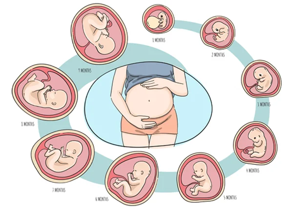 Reproduction